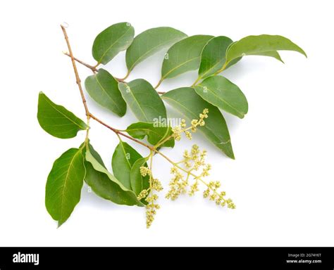 Privet Tree Leaves