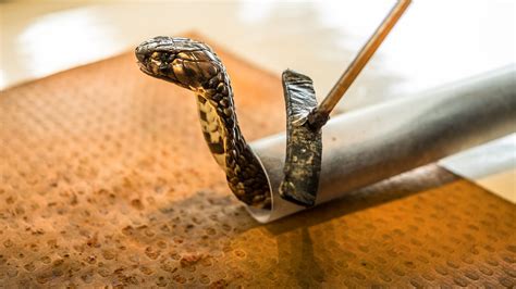 How To Draw A King Brown Snake