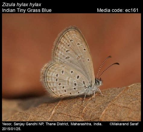 Zizula hylax | Butterfly