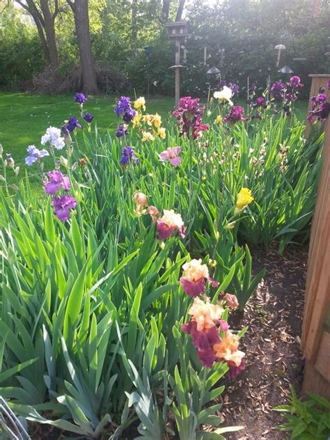 Image result for Iris Form Classification Example