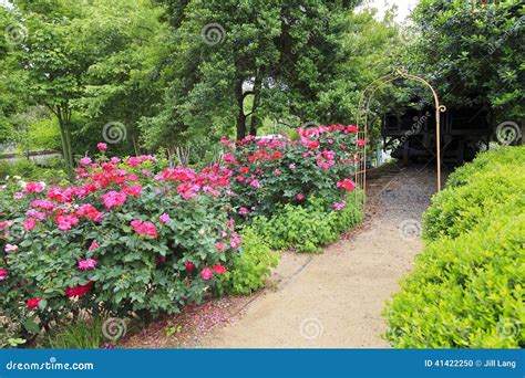 Rose Garden Path stock photo. Image of park, charlotte - 41422250