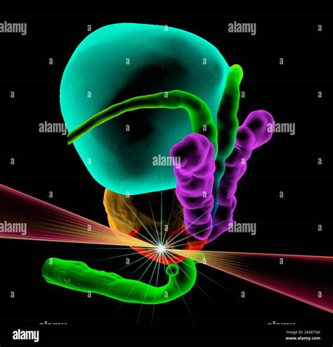 Prostate Radiation Simulation 的图像结果