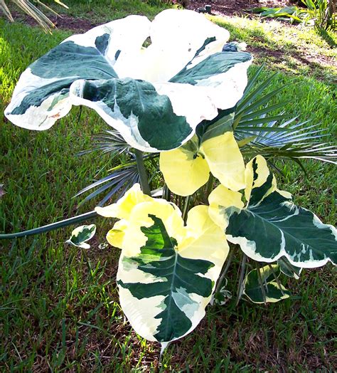 Xanthosoma Albo Marginata (Micky Mouse) – Brian's Botanicals