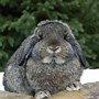 Image result for Holland Lop Gray