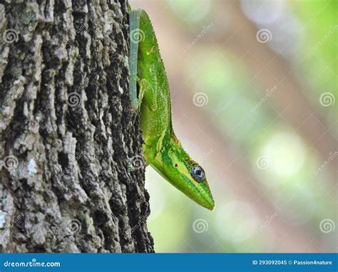 Cuban Knight Anole (Anolis Equestris) - Resting on a Tree Stock Image ...