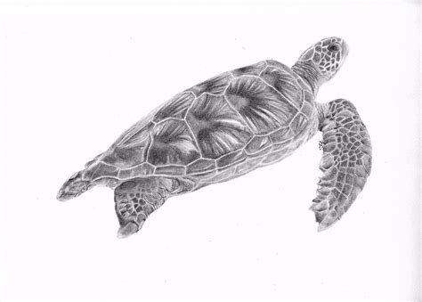 Green Sea Turtle Original Graphite Pencil Drawing - Etsy