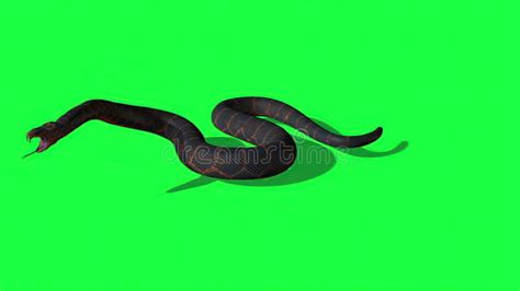 Image result for python green screen