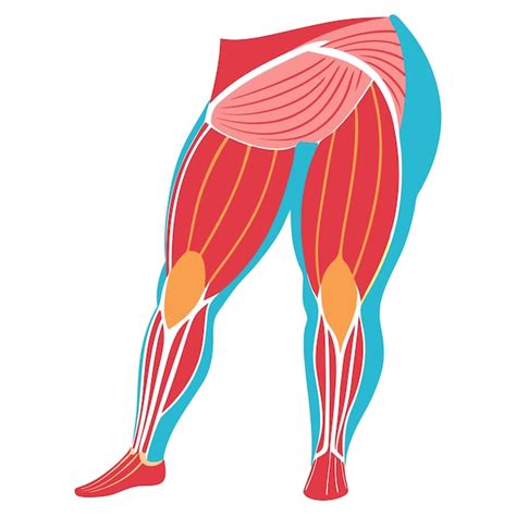 Upper legs muscles anatomy clipart vector art and illustration ...