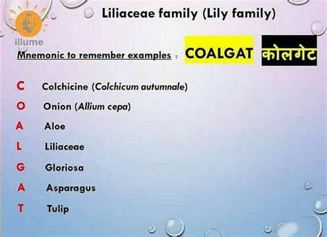 Trick to remember liliaceae family examples? - EduRev NEET Question
