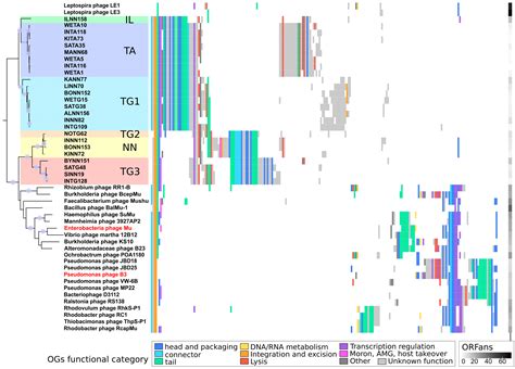 Transposable Prophages in Pathogenic Leptospira | Encyclopedia MDPI
