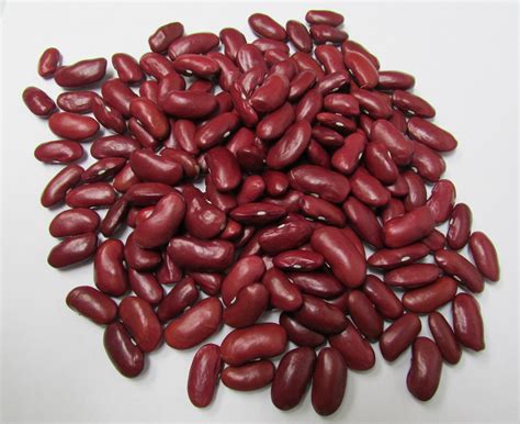 Bean - Dark Red Kidney - Bulk - St. Clare Heirloom Seeds
