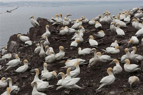 Bird flu decimates seabird populations in UK over two years