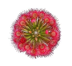 Nema Drosera Capensis Plant Seeds-20PCS : Amazon.in: Garden & Outdoors