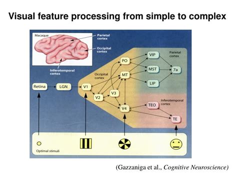 Image result for Neural Coding Numbers