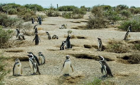 Private Punta Tombo Penguin Rookery | South America Tours
