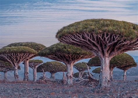 HALLA SOCOTRA - All You Need to Know BEFORE You Go (with Photos ...