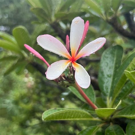AGNI AYURVEDIC VILLAGE (Morbe) - Spa Reviews & Photos - Tripadvisor