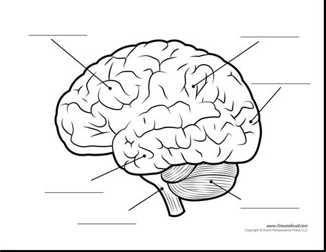 Brain Coloring Page at GetColorings.com | Free printable colorings ...