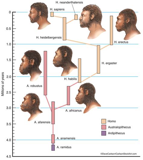Hominin Fossils Evolution at Milton Barker blog