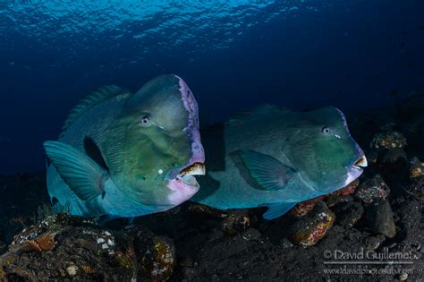 Green Humphead Parrotfish