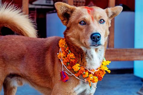How Dogs Shine in Kukur Tihar, The Festival of Lights
