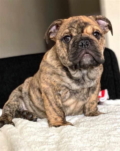 Most Popular English Bulldog Color at Michael Madden blog