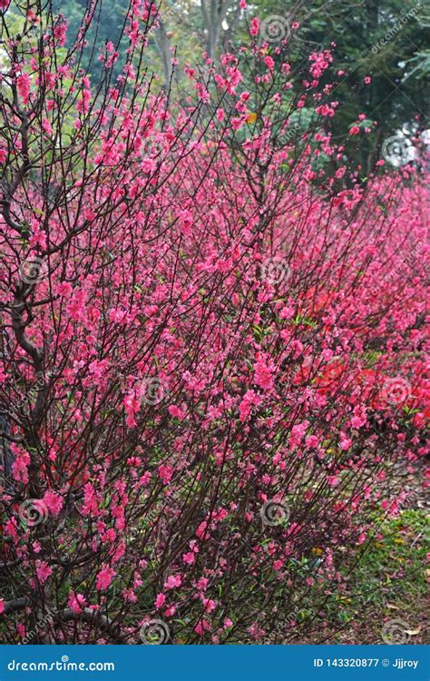 Beautiful Pink Flowering Trees in Southeast Asia Stock Image - Image of ...