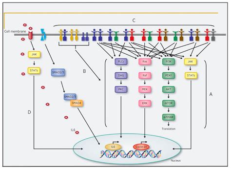 Current Aspects and Future Considerations of EGFR Inhibition in Locally ...