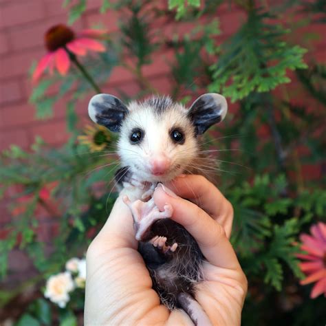 Opossum