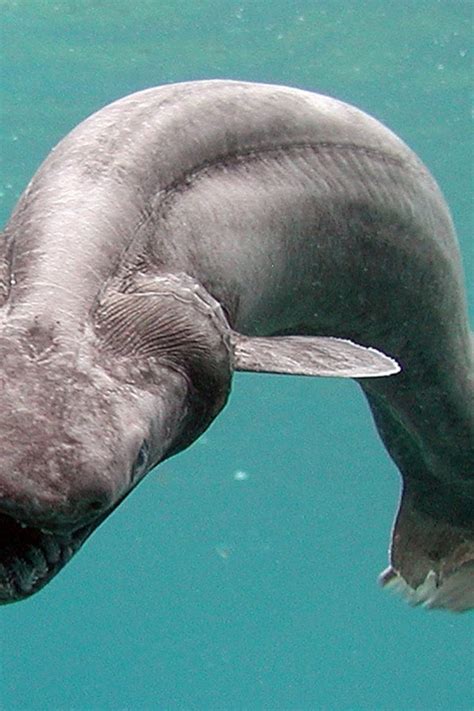 Real Underwater Monsters