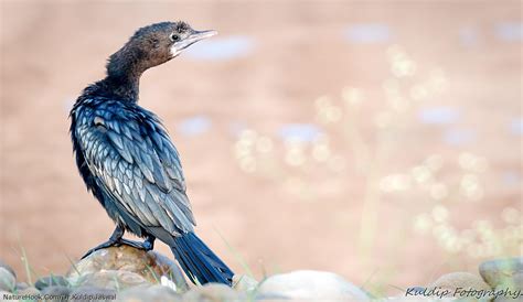 Little Cormorant (Phalacrocor
