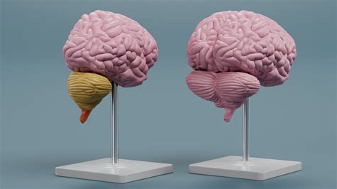 3D Brain Models - TurboSquid 2025129