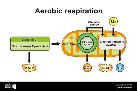 Aerobic Respiration Equation Diagram