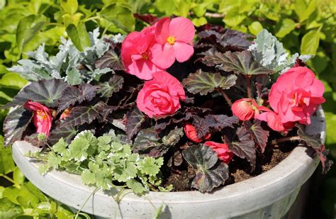 How To Plant Begonia Corms In Pots at Tasha Hyman blog