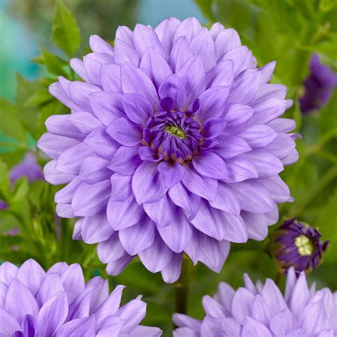 Dahlia Blue Boy | Parkers Wholesale