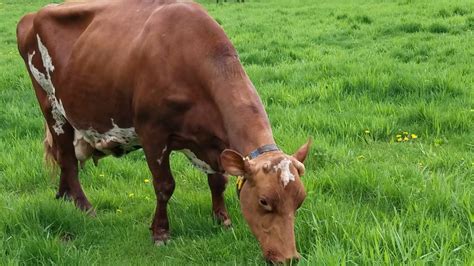 Oake Knoll Farms | Grass-Fed, A2, Raw Ayrshire Cow Milk | Foxboro, MA