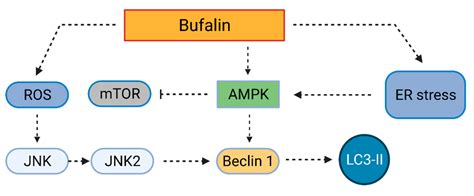 Cardiac Glycosides as Autophagy Modulators