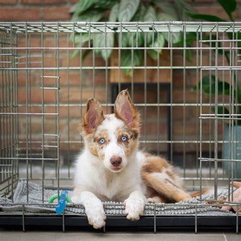 Dog Kennel Size Chart: Find the right sized Kennel for your dog breed