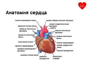 У кого трехкамерное сердце? Сколько камер в сердце амфибии?