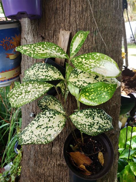 Endangered Plants In Florida