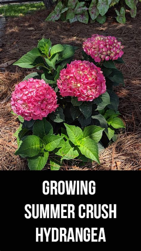 How to grow vanilla strawberry hydrangeas for showy summer blooms – Artofit