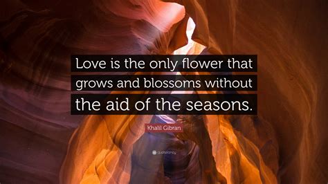 Khalil Gibran Quote: “Love is the only flower that grows and blossoms ...