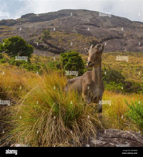 Species Endemic To Western Ghats