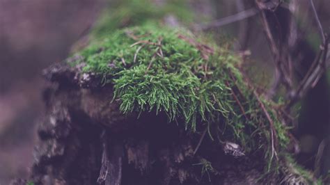Download wallpaper 3840x2160 log, moss, macro, green, plant 4k uhd 16:9 ...
