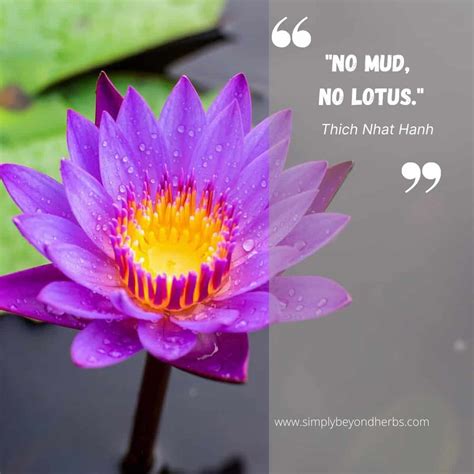 Lotus Flower Quotes Images at Norma Friedland blog