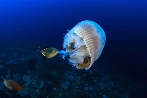 What Do Jellyfish Eat? (Jellyfish Diet & How Do They Eat)
