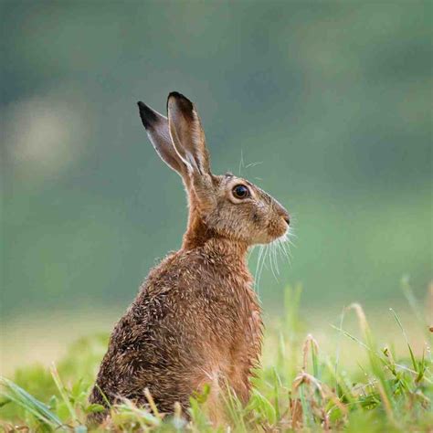 Image result for Rabbit Hunting without Dogs