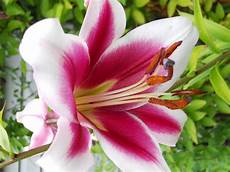fiori di primavera nomi beech gardens orienpet quot silk road quot fiori di primavera nomi beech gardens orienpet quot silk road quot