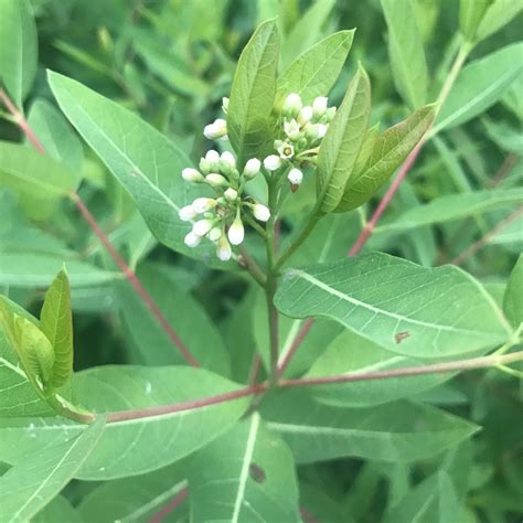Hemp Dogbane