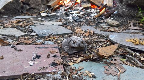 Image result for Toad Explodes